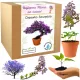  PAULOWNIA TREE OF HAPPINESS BONSAI GESCHENK FÜR MUTTER ZUM MUTTERTAGSGEBURTSTAG