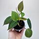  Philodendron Scandens Micans Philodendron