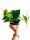  Philodendron scandens Philodendron Filek Green Heart Kletterphilodendron