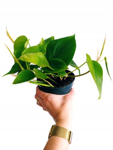  Philodendron scandens Philodendron Filek Green Heart Kletterphilodendron