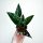  SYNGONIUM Erythrophyllum Red Arrow Zroślicha