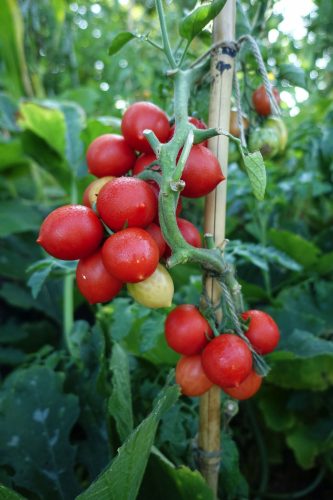  PRINCIPE BORGHESE TOMATE, DIE BESTE SORTE AUS ITALIEN ZUM TROCKNEN VON SAMEN