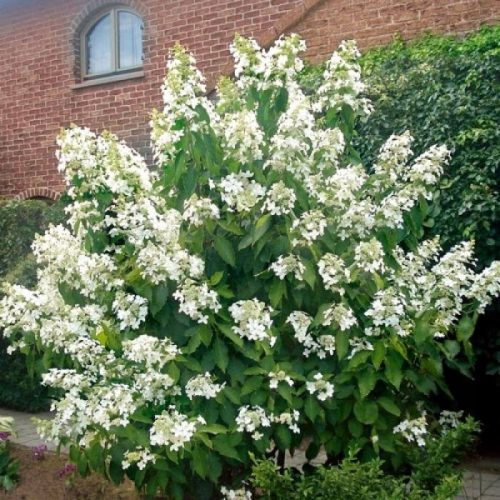  Strauß Hortensie LEVANA COV c3 30-45 cm PREMIUM
