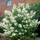  Strauß Hortensie LEVANA COV c3 30-45 cm PREMIUM