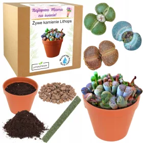    Muttertagsgeschenk, lebende Steine, Geschenk für Mama, Growkit Mama