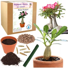    Muttertagsgeschenk für sie, ewige Wüstenrose, Muttertagsgeschenk
