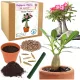  Muttertagsgeschenk für sie, ewige Wüstenrose, Muttertagsgeschenk