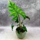  Alocasia Alocasia Jacklyn einzigartige Schönheit DØ12cm einzigartige Blattform