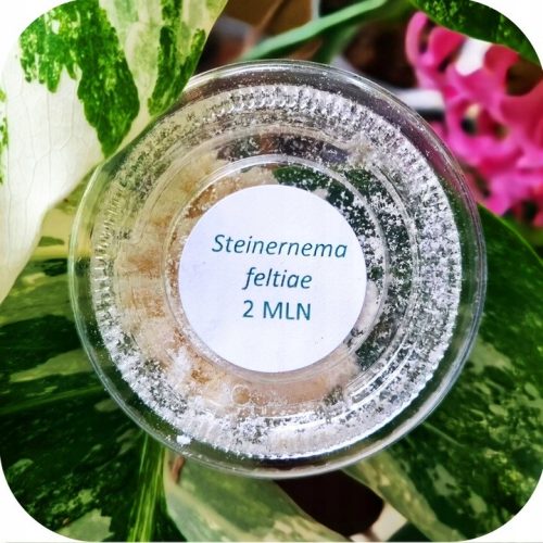 Felti - Steinernema feltiae: Natürlicher Schutz gegen Schädlinge im Garten