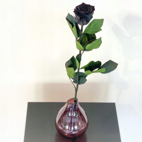 Schwarze Ewige Rose auf Stiel – Ein zeitloses Geschenk