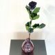 Schwarze Ewige Rose auf Stiel – Ein zeitloses Geschenk
