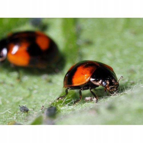 Marienkäferlarven Adalia bipunctata - Natürlicher Schutz gegen Blattläuse, 100 Stück