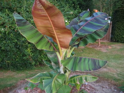  Musa Sikkimensis Manipur Banane Banane 5 Samen
