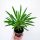  Pachypodium lamerei-Palme aus Madagaskar
