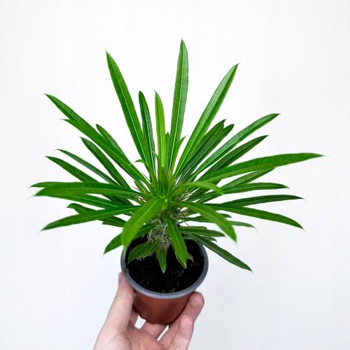  Pachypodium lamerei-Palme aus Madagaskar