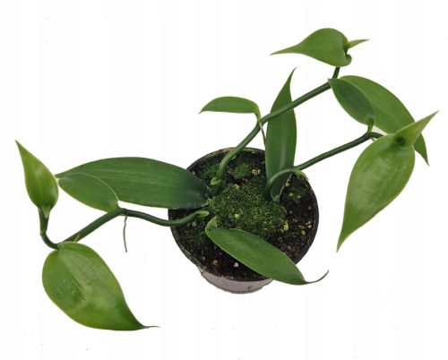  SCHÖNE VANILLE-KREEPER-ORCHIDEE MIT DREI STREIFEN FÜR DIE HAUSKÜCHE