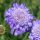  MARIPOSA BLUE blauviolette Blüten