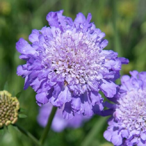  MARIPOSA BLUE blauviolette Blüten