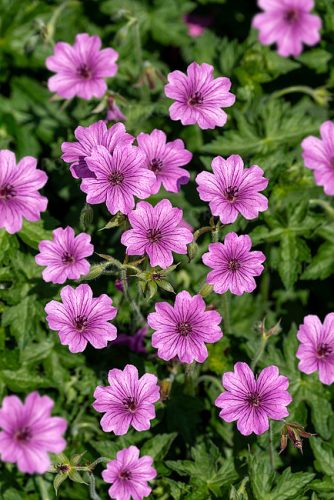  Geranium Elworthy Eyecatcher, langblühende neue Geranie