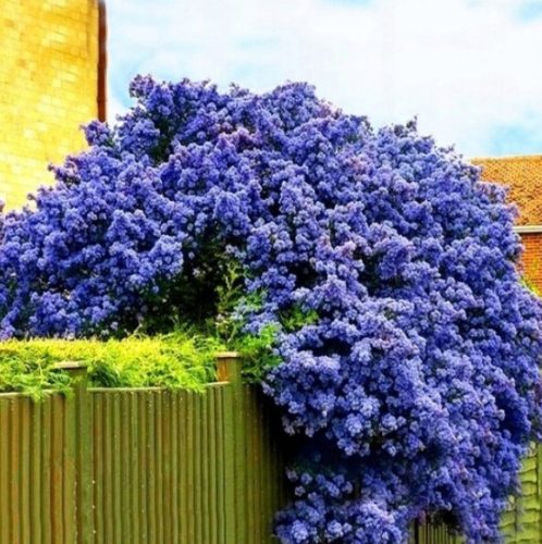  Blauer Prusznik 'victoria' (Ceanothus impressus) S. 9