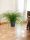  Cyperus-Sämling in einem 0,5-1-Liter-Behälter