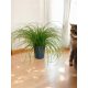  Cyperus-Sämling in einem 0,5-1-Liter-Behälter