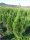  Thuja Smaragd GROUND Polish 60-80 cm GÜNSTIGE Hecke VERSAND oder LIEFERUNG