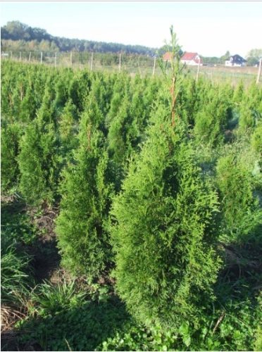  Thuja Smaragd GROUND Polish 60-80 cm GÜNSTIGE Hecke VERSAND oder LIEFERUNG