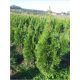  Thuja Smaragd GROUND Polish 60-80 cm GÜNSTIGE Hecke VERSAND oder LIEFERUNG