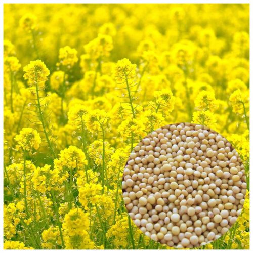  WEISSER SENF, wohlriechende Zwischenfrucht, 1 kg