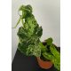  Syngonium gesprenkeltes Syngonium Mojito 20 cm