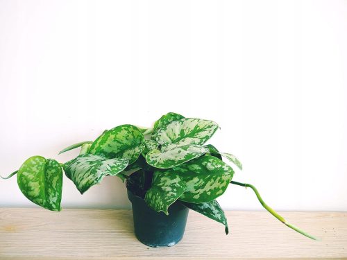  Scindapsus Epipremnum Trebie Satin-Silber-Silber-Pothos