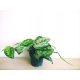  Scindapsus Epipremnum Trebie Satin-Silber-Silber-Pothos