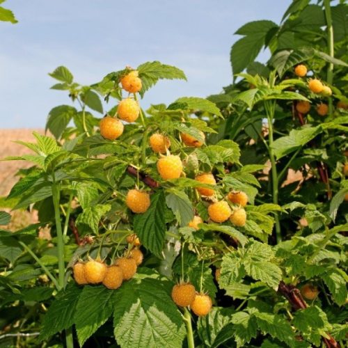  Frühe gelbe Himbeere GOLDEN QUINN DIG FROM THE GROUND 118