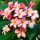  Plumeria Rubra Lei Frangipani Blüte 3 Samen