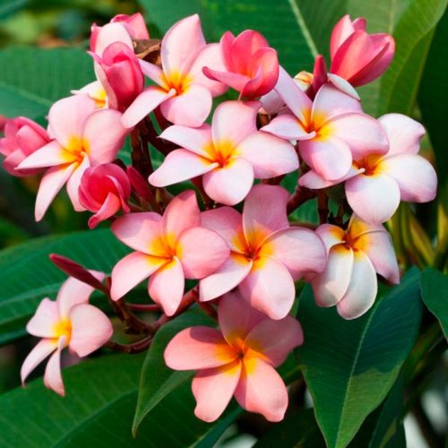  Plumeria Rubra Lei Frangipani Blüte 3 Samen