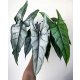  ALOCASIA 'Melo' Alokasia