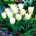  Tulpe SEHR FRÜHWEISS Low White Purissima 5 STÜCK TU4 FRENTED