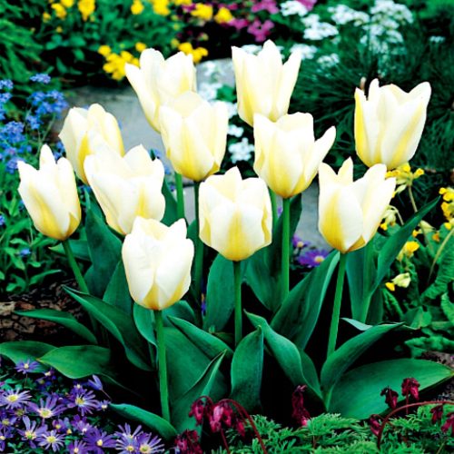  Tulpe SEHR FRÜHWEISS Low White Purissima 5 STÜCK TU4 FRENTED