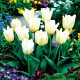  Tulpe SEHR FRÜHWEISS Low White Purissima 5 STÜCK TU4 FRENTED