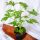  GERANIUM ANGINKA HEILPFLANZE Größe 12 cm