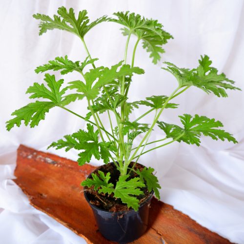  GERANIUM ANGINKA HEILPFLANZE Größe 12 cm