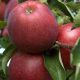  Jonagored Supra Apfelbaum Eine ausgezeichnete Dessertsorte M26