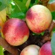  Artic Jay frühe Nektarine. Obstbaum, selbstbestäubender Sämling