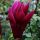  Magnolien und Tulpenbäume, weiß, rot, Sämling im Behälter bis 0,5l, 20-30 cm