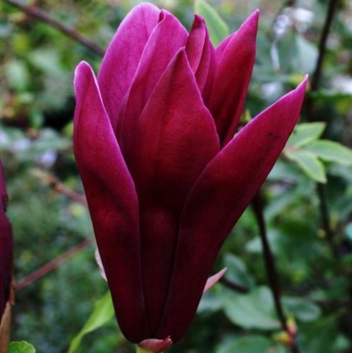  Magnolien und Tulpenbäume, weiß, rot, Sämling im Behälter bis 0,5l, 20-30 cm