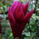 Magnolien und Tulpenbäume, weiß, rot, Sämling im Behälter bis 0,5l, 20-30 cm
