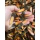  Araucaria Araucana Chilenische Araucaria Monkey Tree Samen 5 Stück 2024!