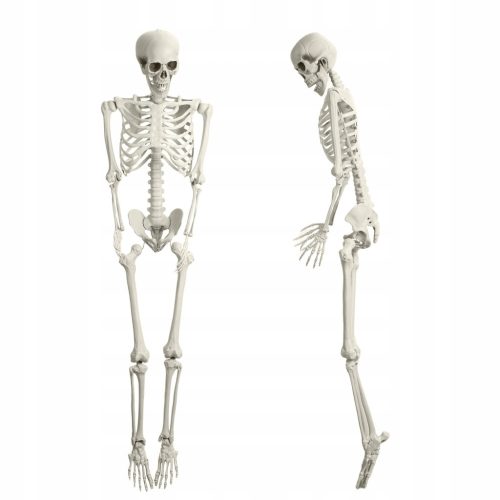  165 cm Skelett-Simulationsstütze, bewegliches menschliches Knochenskelett, Halloween-Dekoration