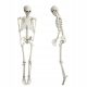  165 cm Skelett-Simulationsstütze, bewegliches menschliches Knochenskelett, Halloween-Dekoration